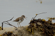 Common sandpiper